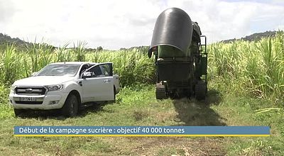 Début de la campagne sucrière : objectif 40 000 tonnes