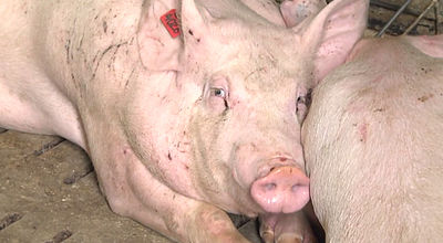 Fermeture de l’abattoir : la filière porcine en souffrance