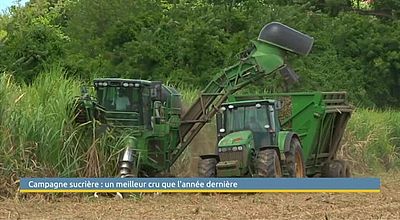 Campagne sucrière: un meilleur cru que l'année dernière