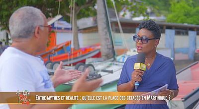 Entre mythes et réalité : qu'elle est la place des cétacés en Martinique?