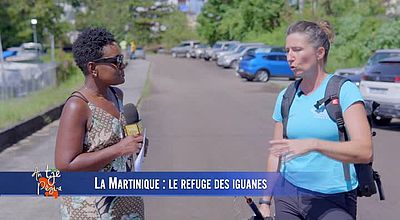 video | La Martinique : Le refuge des iguanes.