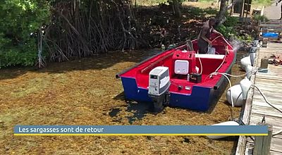 Le retour des sargasses