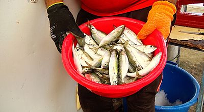 video | Foire aux coulirous : 3 tonnes de poisson à écouler à Fond Lahaye
