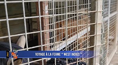 Voyage à la ferme West Indies