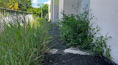 Logement social : retard de l'entretien des espaces verts dans le Sud