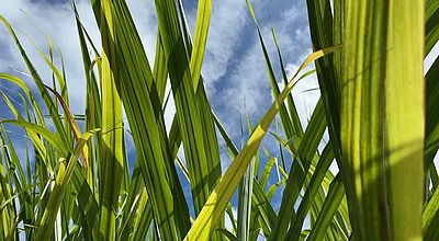 Précipitations : la campagne de récolte de la canne retardée