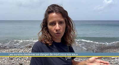 Les oursins diadèmes en danger de mort sous nos eaux