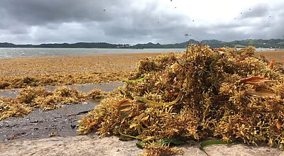 Sargasses : bientôt une nouvelle gestion dans la prise en charge des algues ?