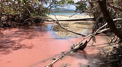 Environnement : la mangrove rosit sous l'effet de la chaleur