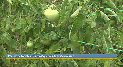 Pénurie de tomates : les conséquences de la sécheresse