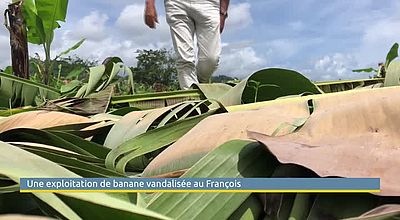 Une exploitation de banane vandalisée au François