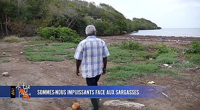 Sommes-nous impuissants face aux sargasses ?