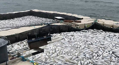 Aquaculture : des milliers de poissons morts au François