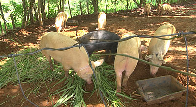 Cochon de Noël : Renaud mise sur la proximité