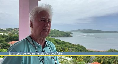 Sargasses : Le Robert ne sait plus quoi faire